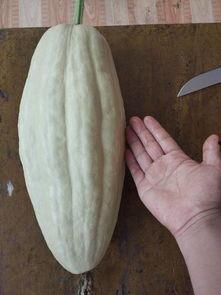 瓜叶和瓜杆可以吃吗,揭秘可食用植物的奥秘