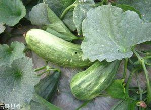 网上吃瓜的好处,揭秘网络八卦的五大益处