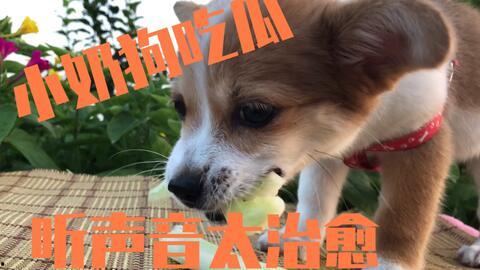 狗吃瓜视频全集,揭秘宠物界的欢乐喜剧