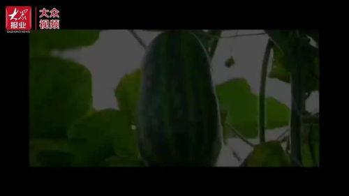 村民看吃瓜视频