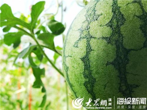 林清平吃瓜视频资源,揭秘娱乐圈幕后故事